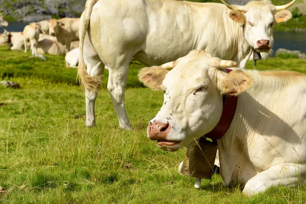 Herd of cows in the alpine pastures — Stock Photo, Image