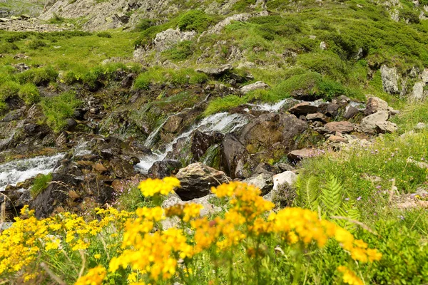 Fiori gialli e piccole cascate in montagna — Foto Stock