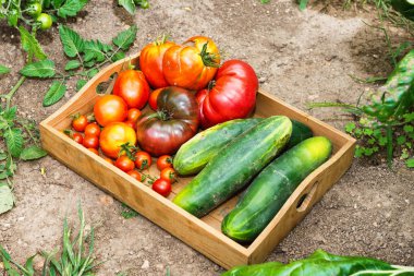 Bahçe sebze ile küçük ahşap sandık