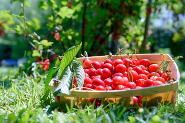 Kiraz bahçesinde küçük sandık