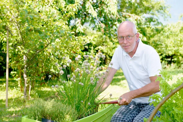 Flot senior mand i sin have - Stock-foto