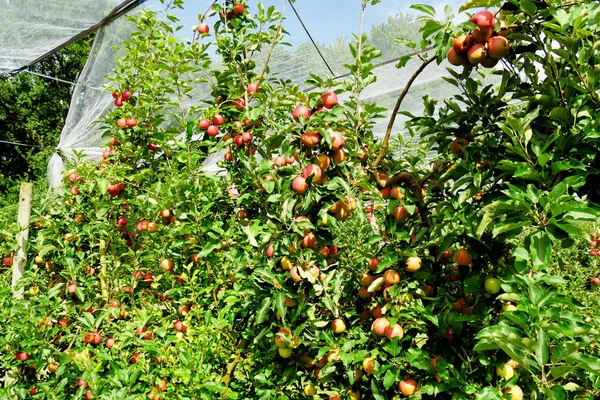 Piękne czerwone jabłka na drzewa w sadzie — Zdjęcie stockowe