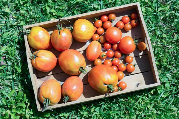 Маленький деревянный ящик с помидорами из сада — стоковое фото
