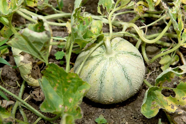 Bahçedeki küçük organik kavun