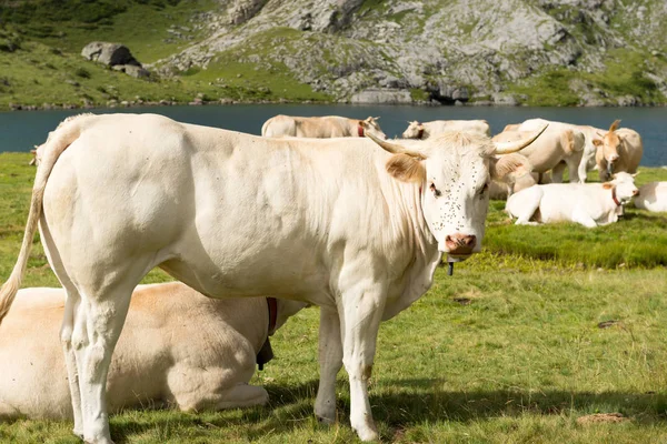 Troupeau de vaches dans les pâturages alpins près d'un lac — Photo