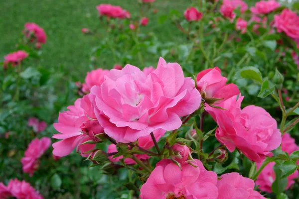 Τριαντάφυλλα στον κήπο την άνοιξη — Φωτογραφία Αρχείου