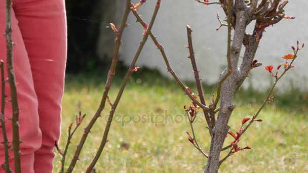Frau schneidet im Frühjahr die Rosenbäume — Stockvideo
