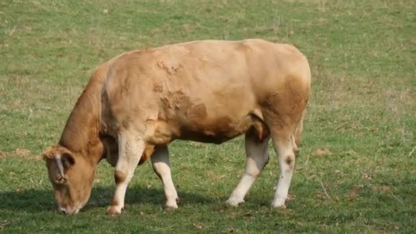 Vaca marrón pastando en el prado — Vídeos de Stock