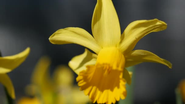 Gelbe Narzissenblüten, die im Frühling blühen — Stockvideo