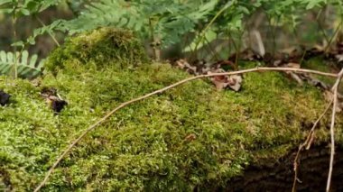 Yosun ve ferns ormanda