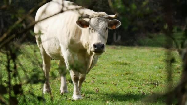 Коричнева корова пасує на лузі — стокове відео
