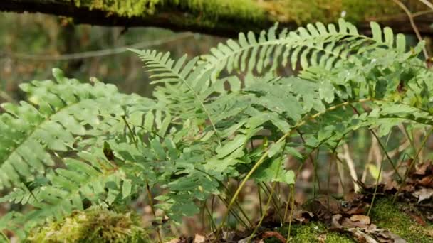 Helechos en el bosque — Vídeo de stock