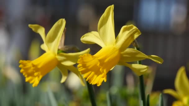 Gula påskliljor blommor blommar pÃ ¥vÃ ¥ren — Stockvideo