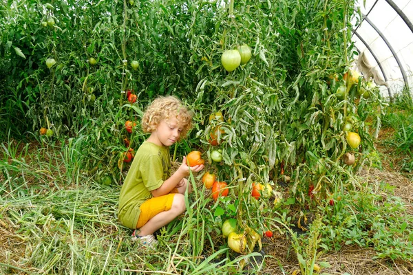 Маленький блондин собирает помидоры в саду — стоковое фото