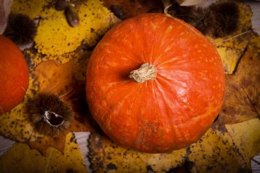 Sonbahar dekorasyon colorfu gibi doğal elemanları ile düzenlenmiş