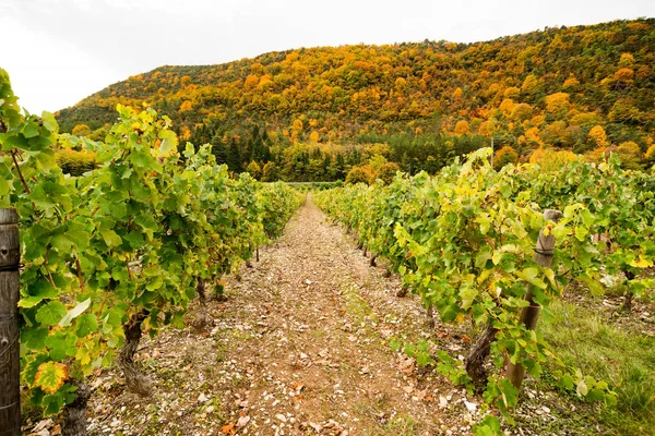 Üzüm bağları kırsal, Drome, Clairette de Die Fransız.