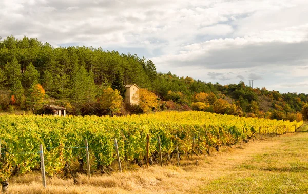 Vingårdar i franska landsbygden, Drome, Clairette de Die — Stockfoto