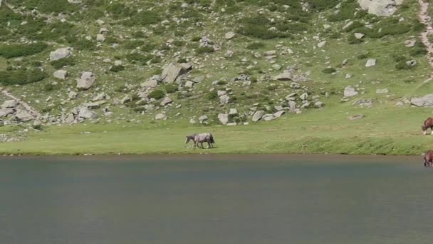 pâturage de chevaux dans les alpages près d'un lac 