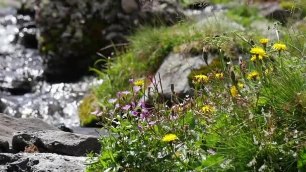 Kleine waterval trapsgewijs in groene Pyreneeën, slow-motion — Stockvideo