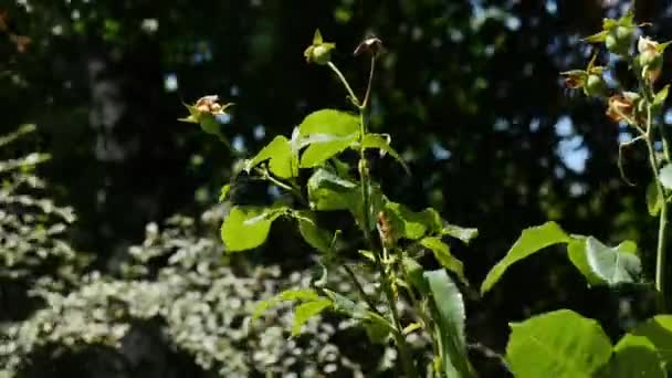 风中的树叶 — 图库视频影像