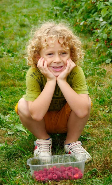 Blond chłopiec zbieranie malin w ogrodzie — Zdjęcie stockowe
