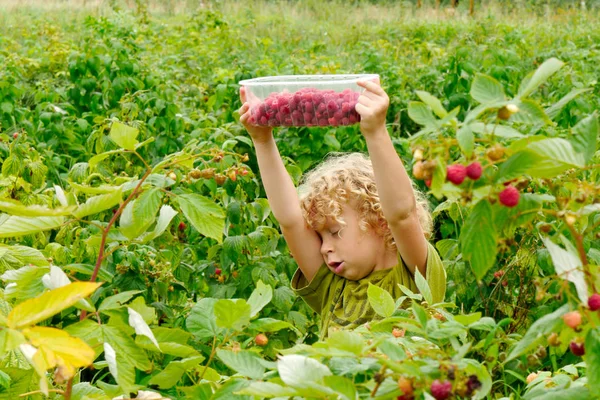 Blond jongetje frambozen plukken in de tuin — Stockfoto