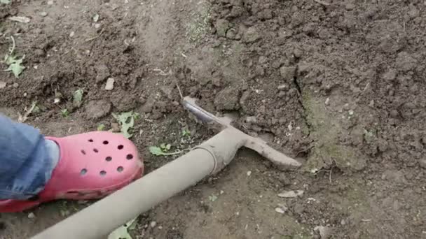 Mujer cavando jardín por horquilla. de cerca — Vídeos de Stock