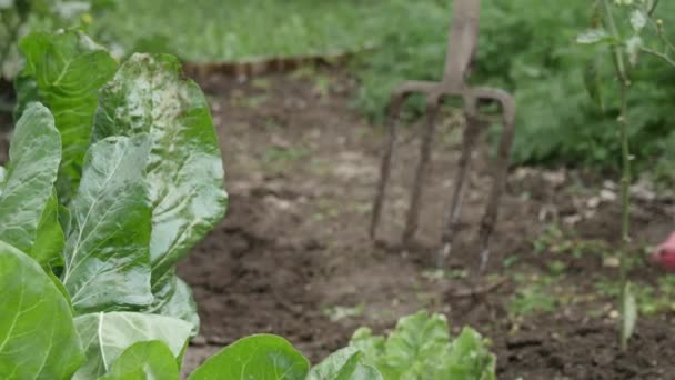 Vrouw graven tuin door pitchfork. Close-up — Stockvideo