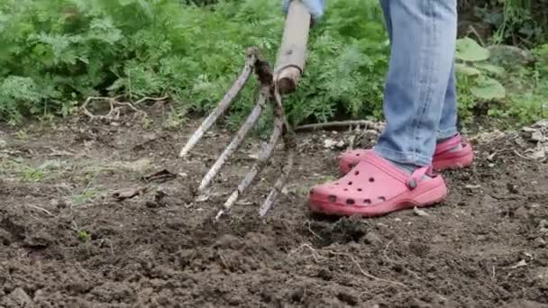 Kvinna gräva trädgård av pitchfork. närbild — Stockvideo