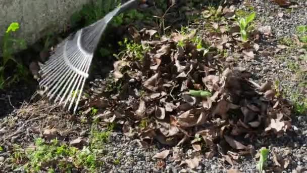 En kvinna som sveper döda lämnar i trädgården — Stockvideo