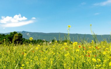Çiçekli dağ manzarası
