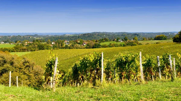 Vingården av Södertälje vinet i Pyrenéerna — Stockfoto