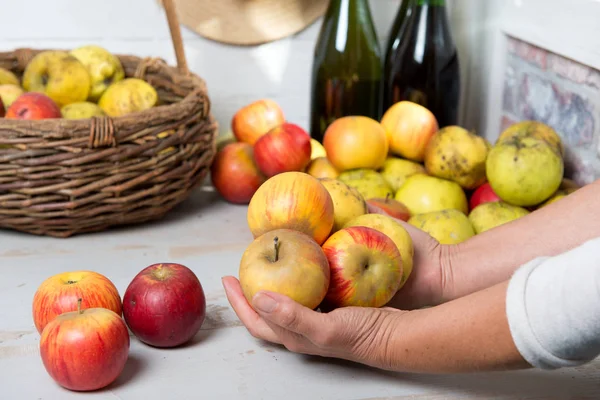 Hombre sosteniendo las hermosas manzanas de Normandía — Foto de Stock