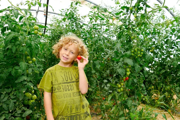 庭でトマトを摘んで小さな金髪の少年 — ストック写真