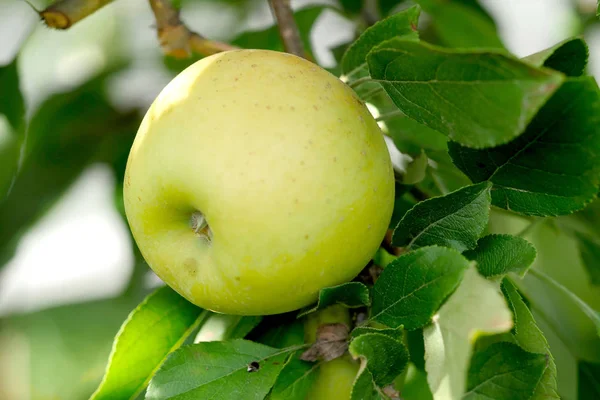 Πράσινο μήλο που αναπτύσσονται σε δέντρο. — Φωτογραφία Αρχείου