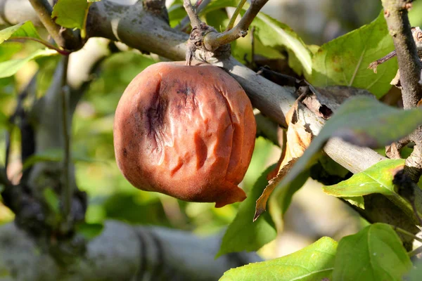 Σάπιο μήλο σε δέντρο στον οπωρώνα — Φωτογραφία Αρχείου