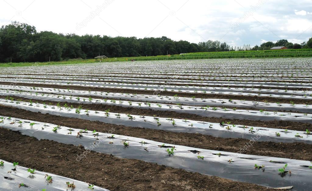 organic agriculture with plastic film protected