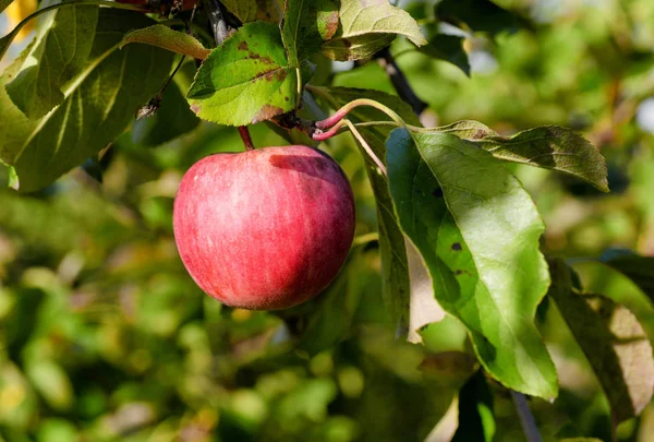 Κόκκινο μήλων σε δέντρο. — Φωτογραφία Αρχείου