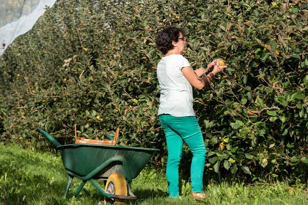 Kvinde plukke æbler i frugtplantagen - Stock-foto