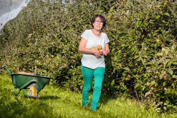 Женщина собирает яблоки в саду — стоковое фото