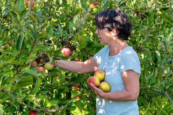 Mujer recogiendo manzanas en el huerto — Foto de Stock