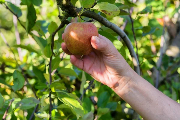 Γυναίκα μαζεύοντας μήλα στον οπωρώνα — Φωτογραφία Αρχείου