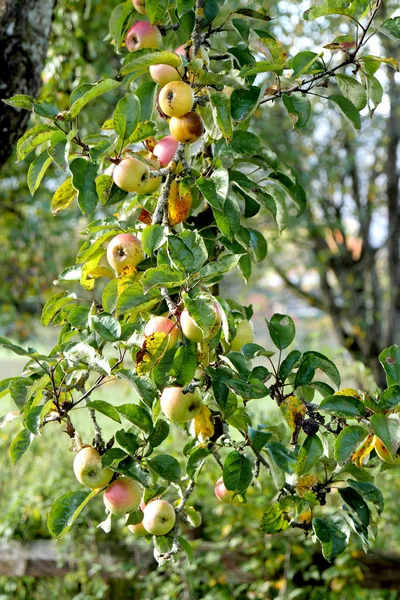 Mele rosse che crescono su albero . — Foto Stock