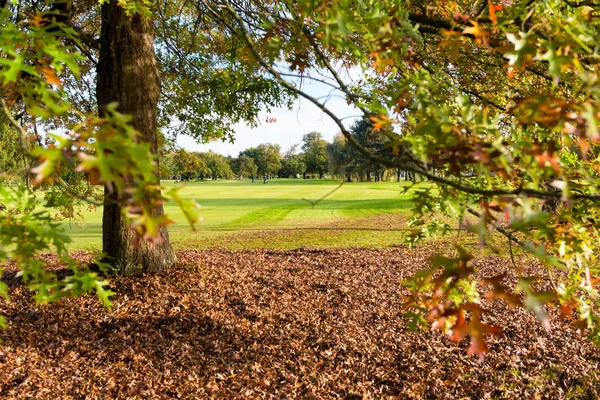 Tree on a golf course in autumn — Stock Photo, Image