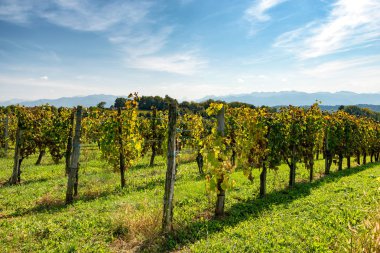 bağ Jurancon şarap Pyrenees içinde