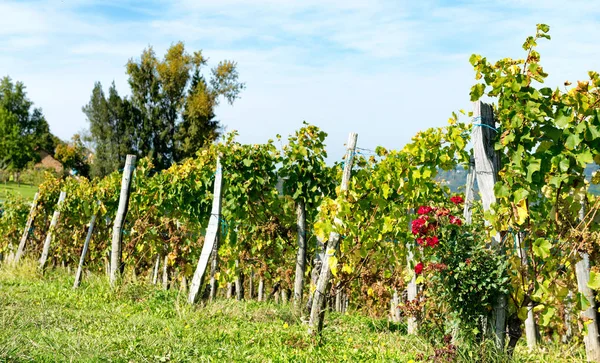 Vingården av Södertälje vinet i Pyrenéerna — Stockfoto