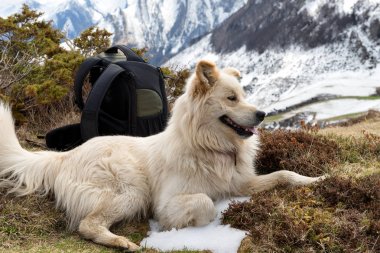 Pyrenean Mountain Dog clipart