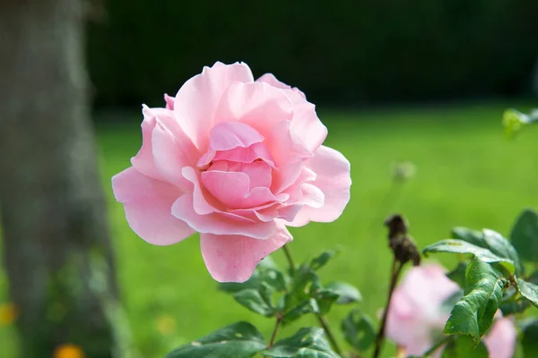 Mooie roos in de tuin — Stockfoto