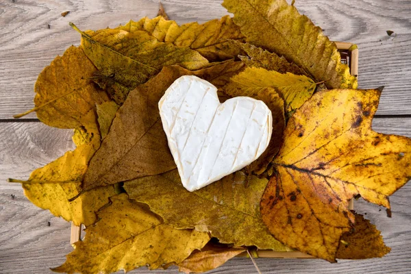 French Neufchatel cheese shaped heart on autumn leaves — Stock Photo, Image