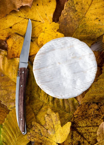 Frans Camembert kaas op Herfstbladeren — Stockfoto